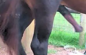 Grupos de Telegram Porno de Zoo +18