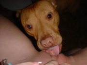 Transa com Animais