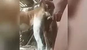Cadelas e Homens
