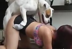 Zoofilia com Cachorros