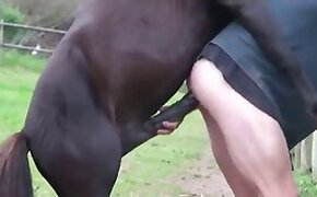 Grupos de Telegram Gay com Cavalos