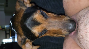 Grupos de Telegram Linguadas de Cães em Bucetas